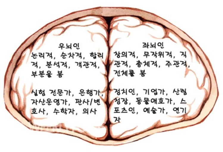  좌뇌와 우뇌;좌뇌형인간,우뇌형인가,테스트,좌뇌기능,우뇌기능,멘사,웩슬러 지능검사, 좌뇌의 지배, 마약, 화학적 도움, 합리성 등.