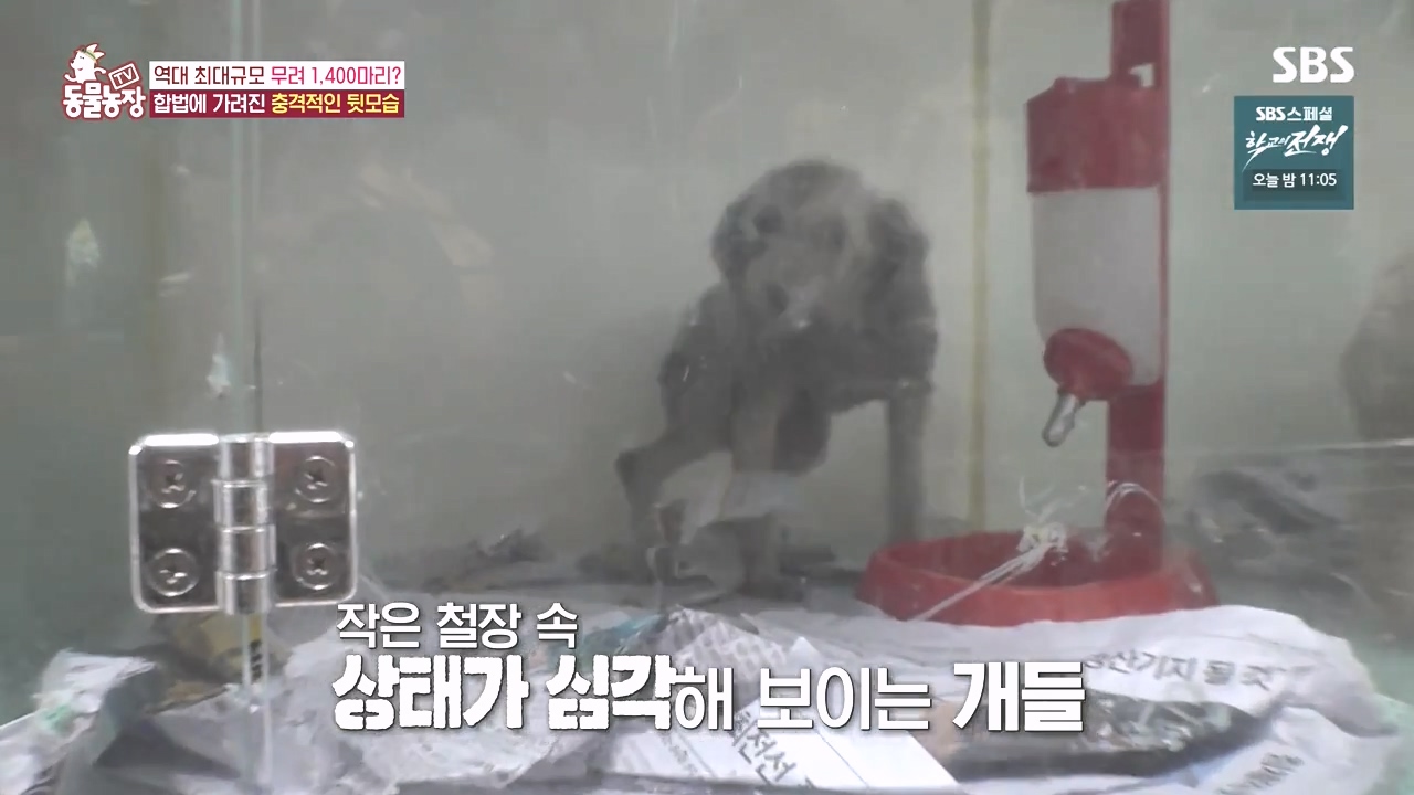 TV 동물농장.E1142.231023p-NEXT.mp4_20231022_172039.047.jpg
