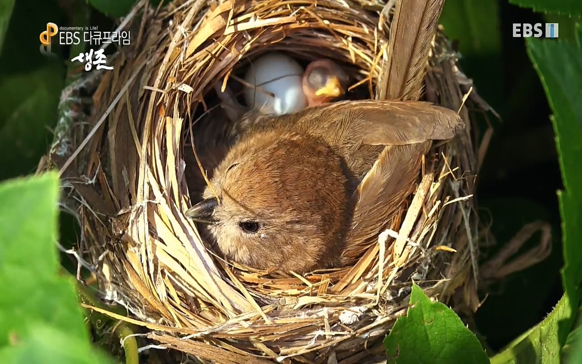 생존 3부_ EBS 다큐프라임_ 220629.avi_20220701_204507.785.jpg
