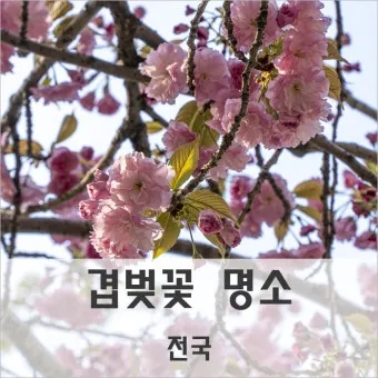 전국 겹벚꽃 명소 베스트 10 관광지_4