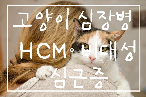  고양이 심장병이란??고양이 심장병의 종류, HCM: 비대성 심근증 고양이의 관리방법