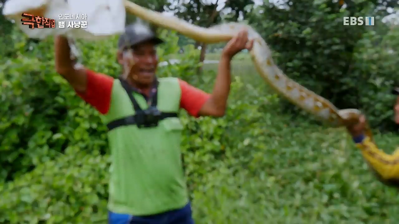 TV - 교육의 중심 EBS인도네시아 뱀사냥꾼.mp4_20221211_181500.196.jpg