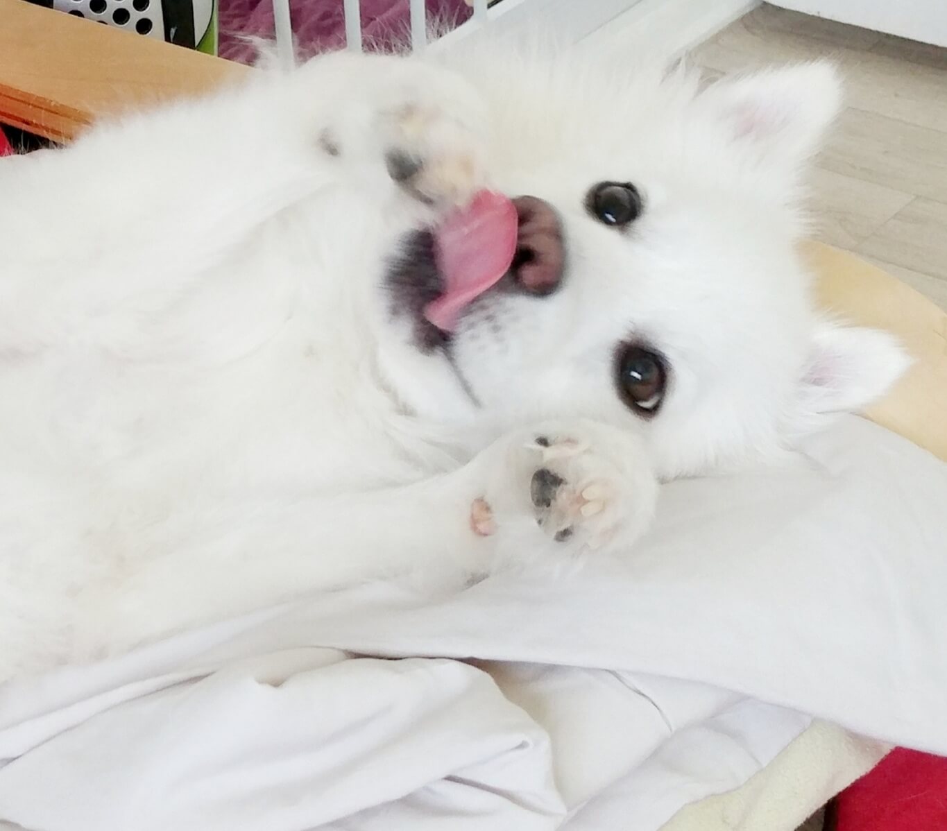 발바닥을 핥고 있는 강아지 사진