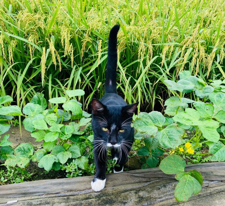 가을 들판 사진 가을 들판에서 1