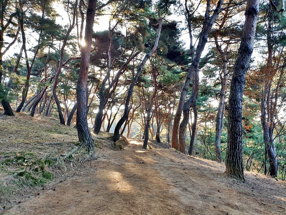 능선 소나무 숲 이미지