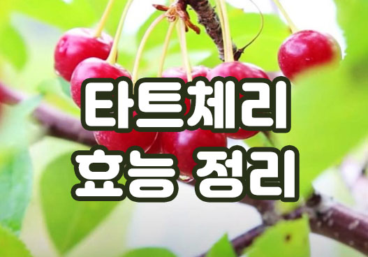  타트체리(Tart Cherry) 효능