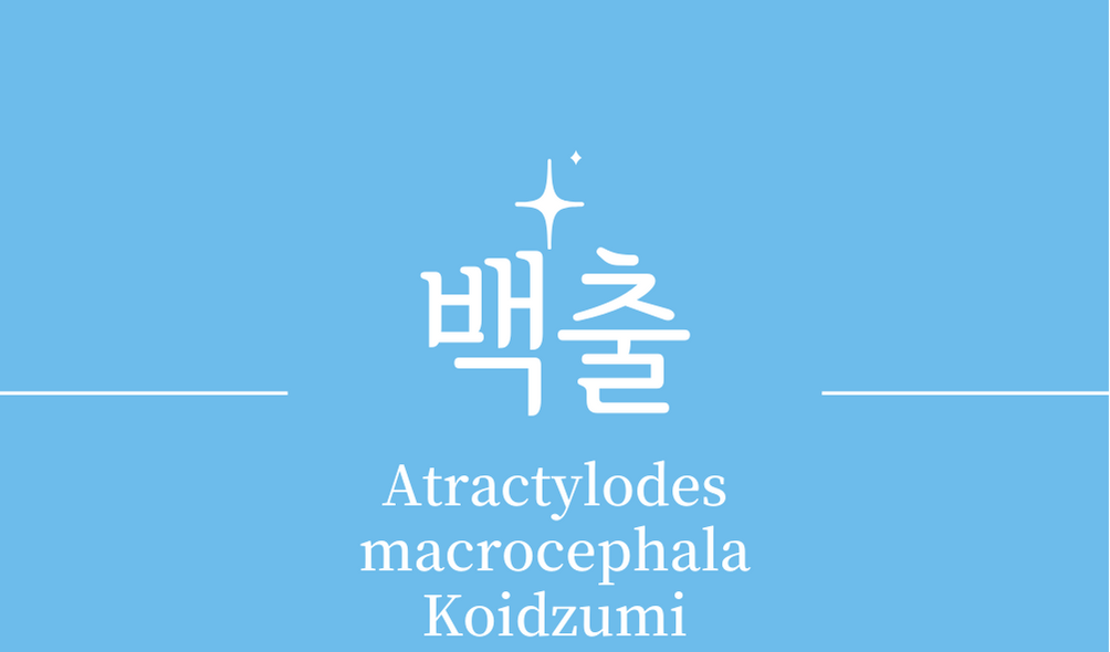 &#39;백출(Atractylodes macrocephala Koidzumi)&#39;