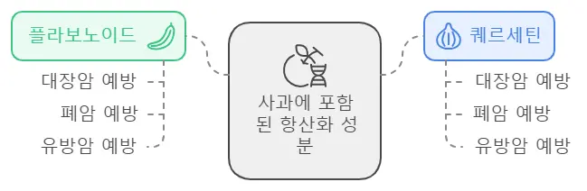 사과의 항암효능