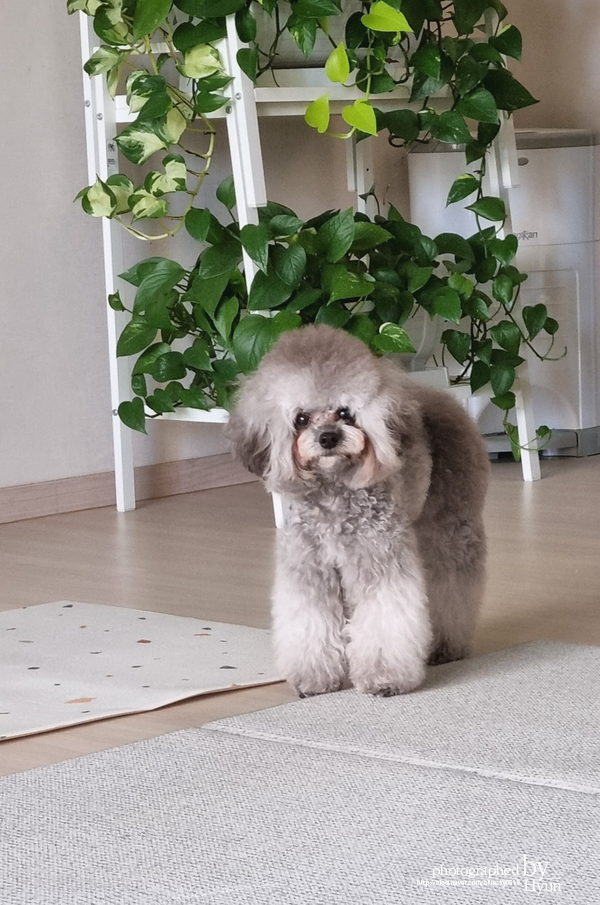 ::모델이 되어도 좋아! 실버푸들 마리 미용 14