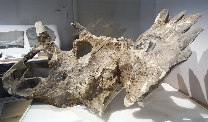 레갈리케라톱스 화석(Wikimedia Commons)&#44; 두개골 화석에서 특이한 프릴모양을 볼 수 있다.