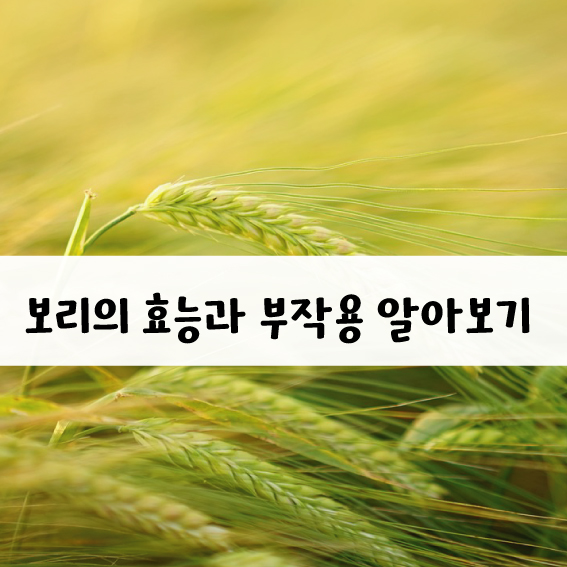 보리 효능과 부작용..