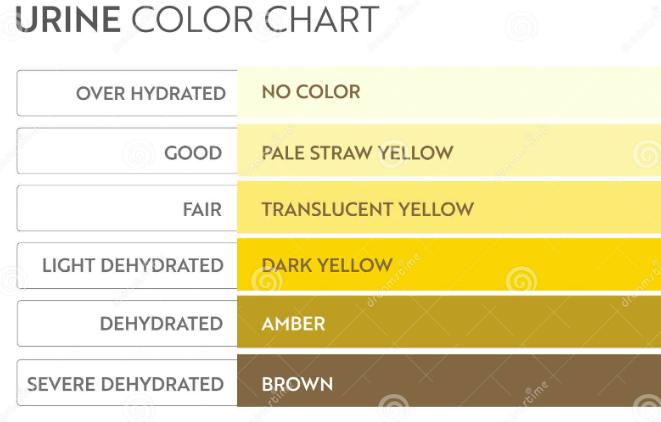URINE COLOR CHART (소변 색상 차트)