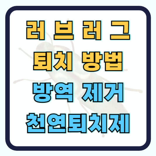 러브버그 퇴치법 방지 방역 제거 천연퇴치제 예방 방법