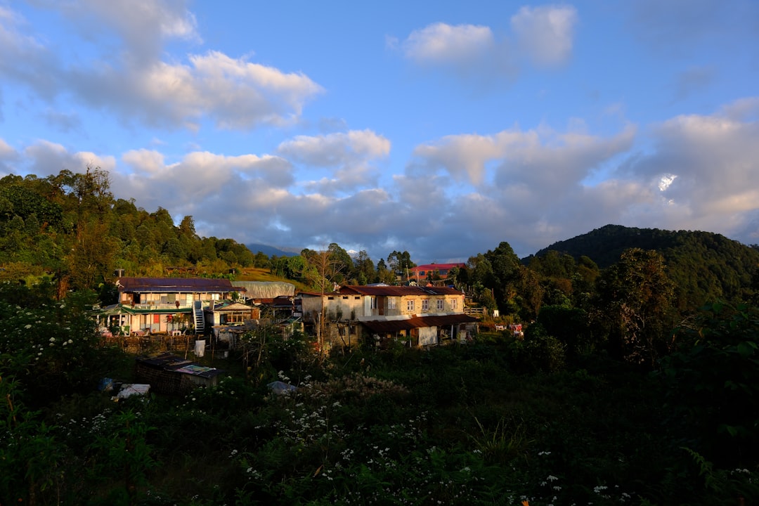 Uchiko