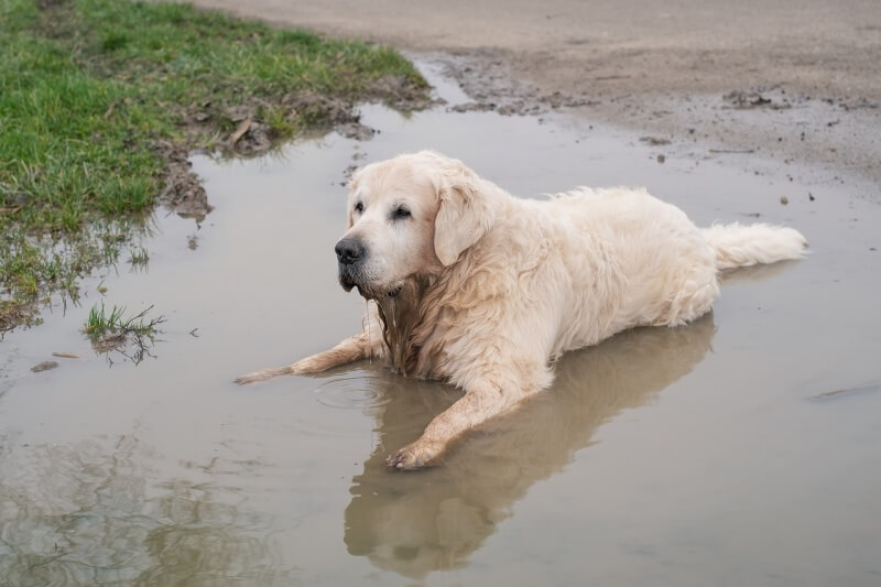 물이 가득한 마당에 엎드려 있는 리트리버 강아지 사진