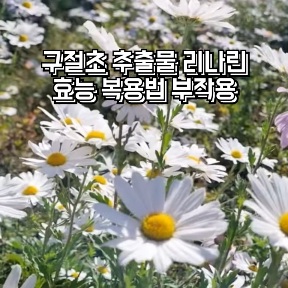 구절초-추출물-리나린-효능