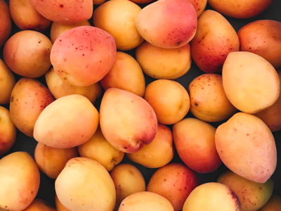 살구 효능 10가지 23