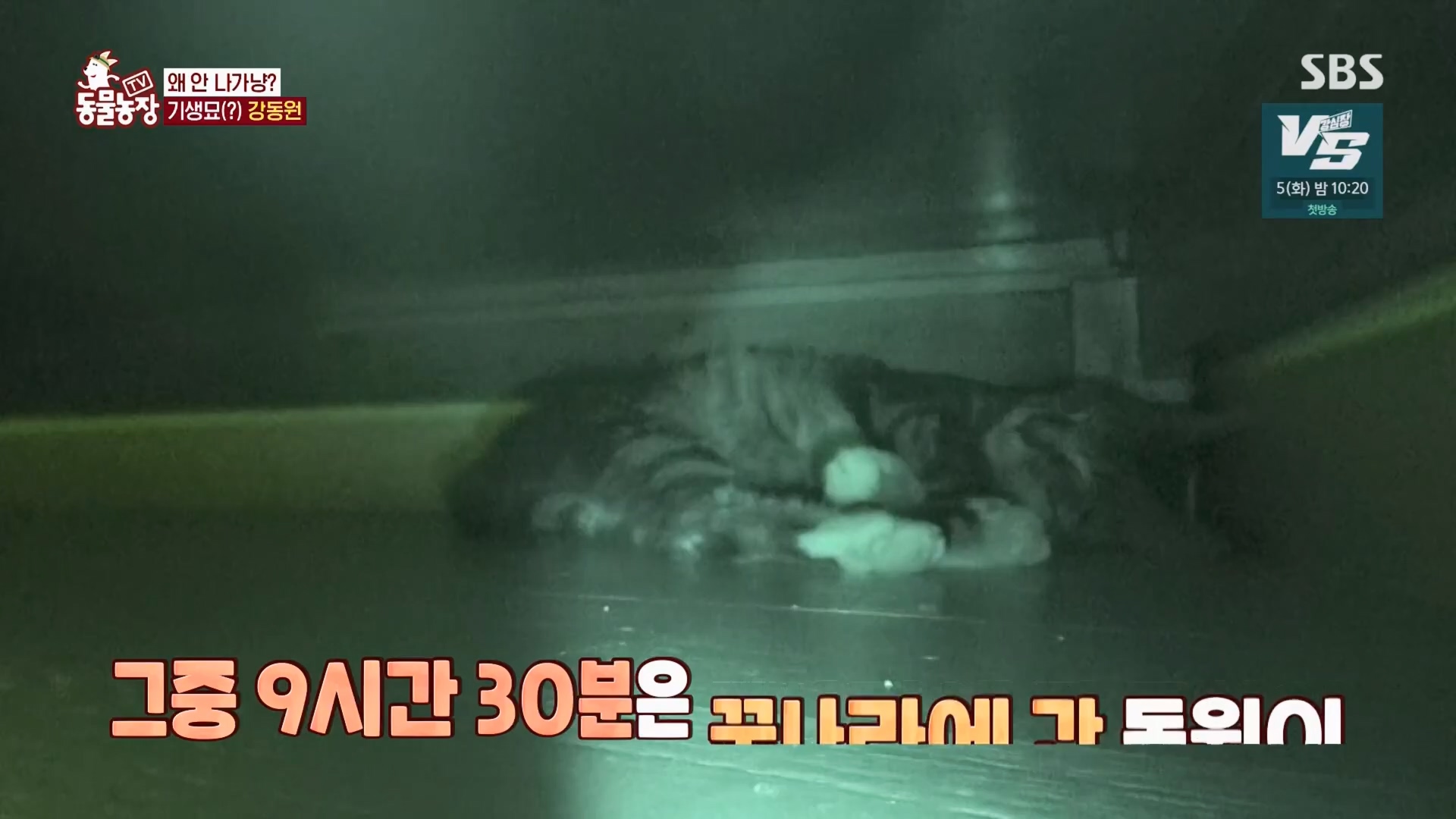 TV 동물농장.E1148.231203p.H264-F1RST.mp4_20231203_181437.533.jpg