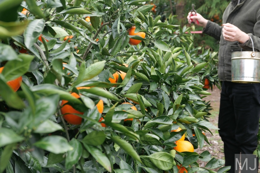 어린왕자 체험 in 감귤밭 카페 41