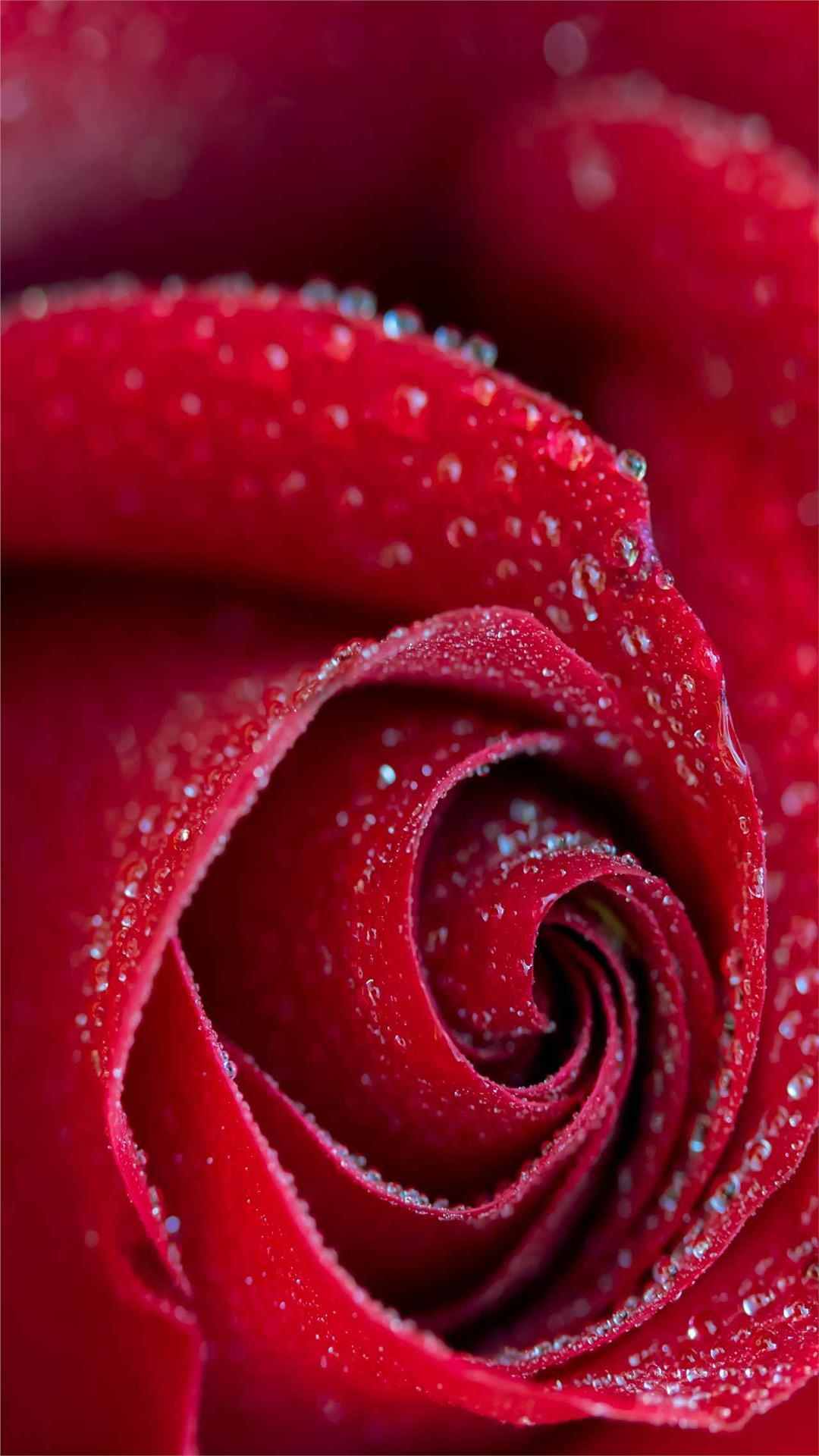 Rose Flower iPhone Wallpaper