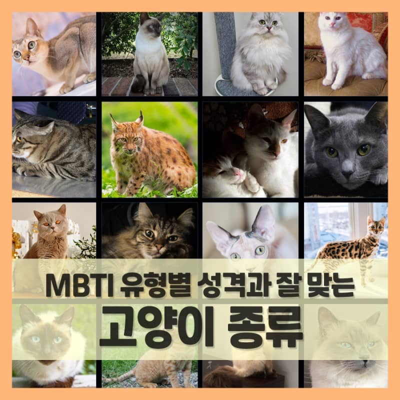 MBTI-고양이