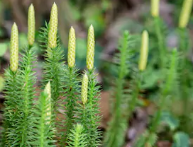  석송 (CLUBMOSS) 효능 부작용 섭취법 알고 가세요.