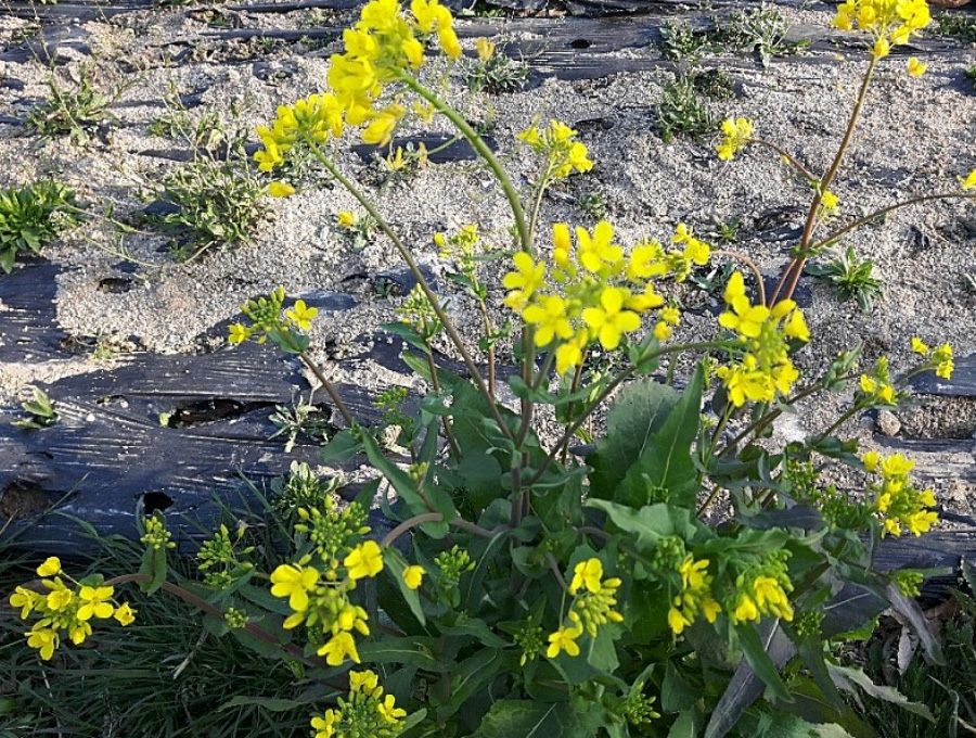 야생의 텃밭에서 잘 자라고 있는 순무 나물을 노란 꽃과 함께 확대하여 찍은 사진