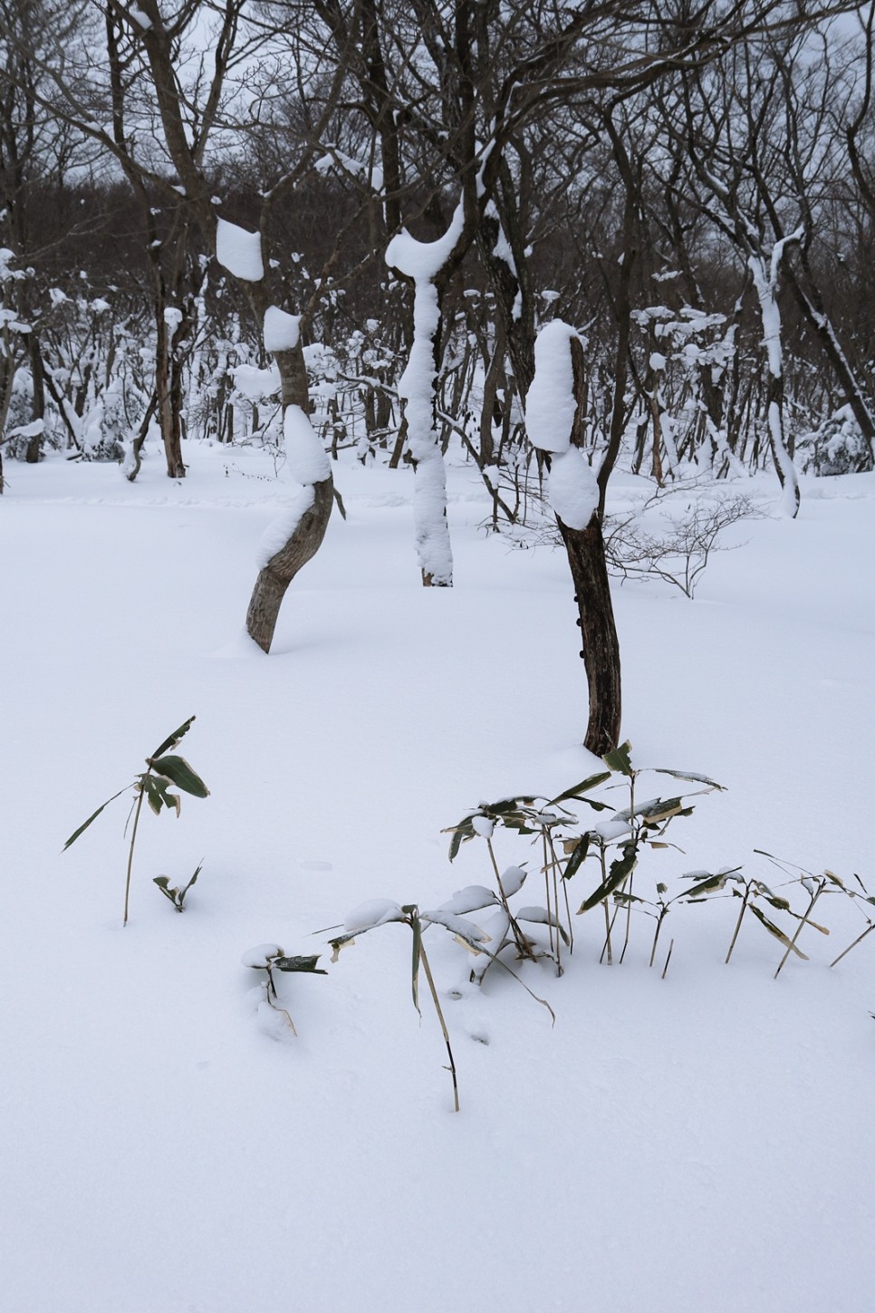 눈쌓인 겨울산 이미지 7