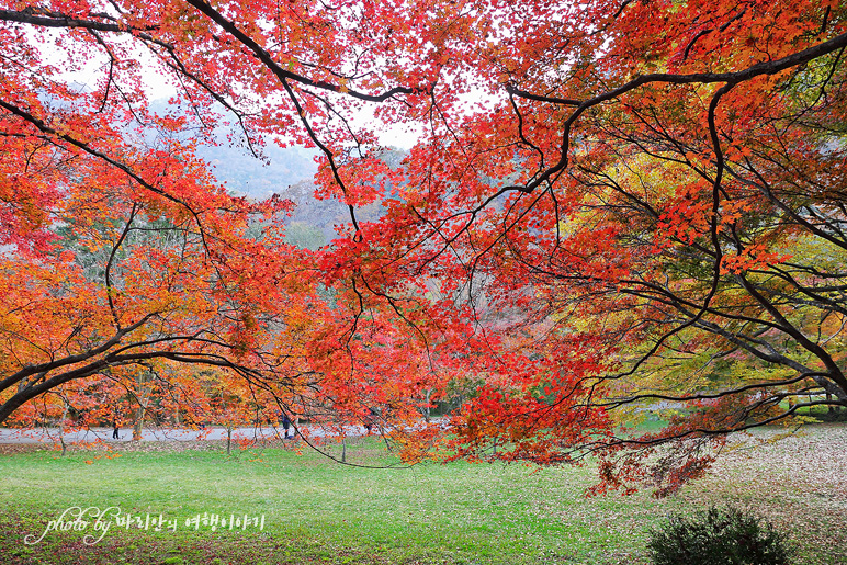 11/5 장산 단풍 절정의 정읍 내장사 25