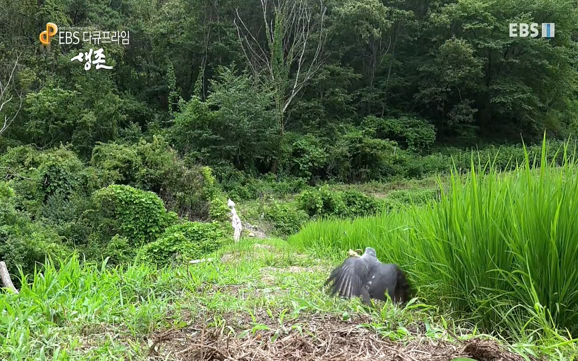 생존 3부_ EBS 다큐프라임_ 220629.avi_20220701_210115.706.jpg