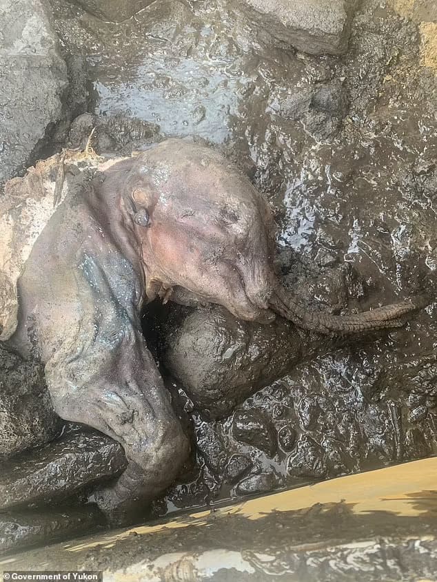가장 완벽하게 보존된 3만년 전 아기 매머드 발견 VIDEO: Most complete baby mammoth in North America is FOUND