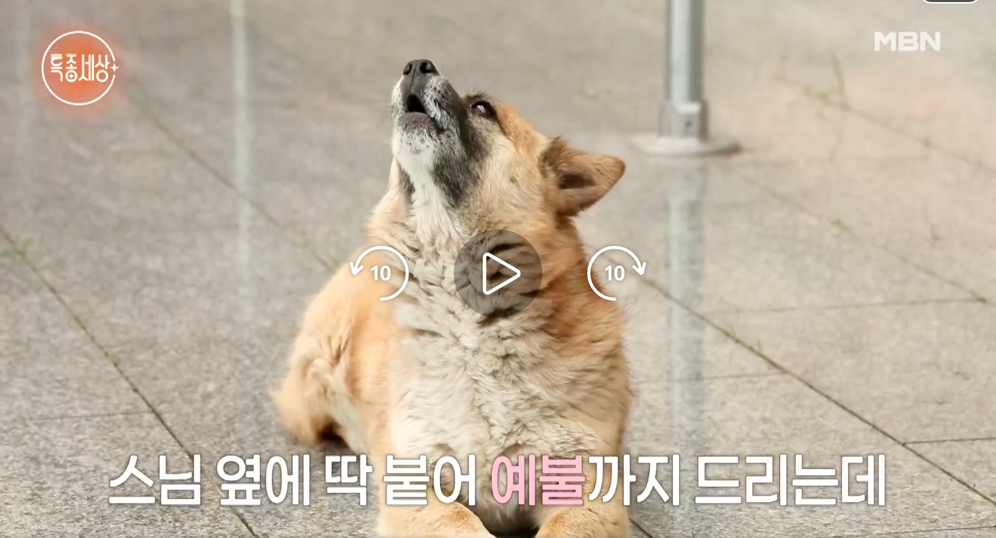 MBN 특종세상 689회 : 담양 연동사 선행스님과 함께 절을 지키는 개 두 마리 '연백이·절순이'의 특별한 이야기