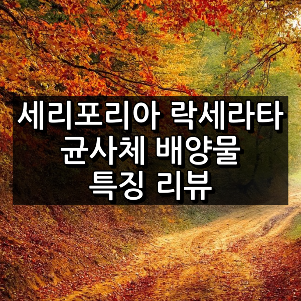 세리포리아 락세라타 균사체 배양물 대표 이미지