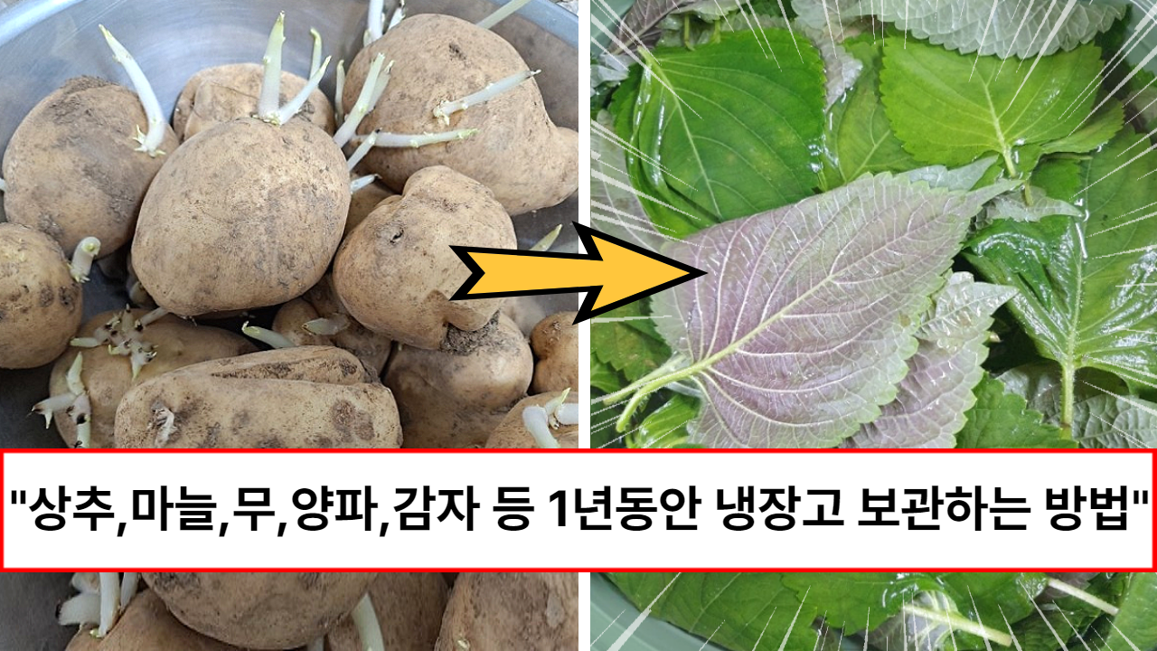 “평생 노하우 3분만에 배워가세요” 유명 냉장고 고객센터에서 알려준 최대 1년까지 먹을 수 있는 온갖 야채 보관 방법