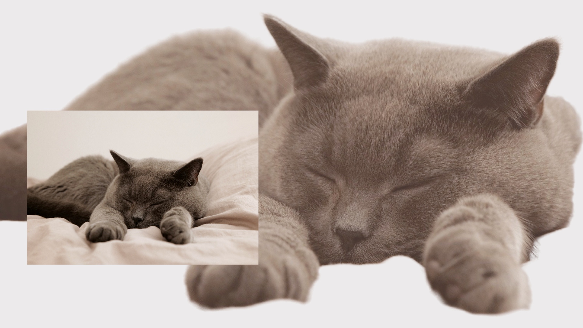 고양이 사진을 배경 제거 후 필터를 사용한 사진