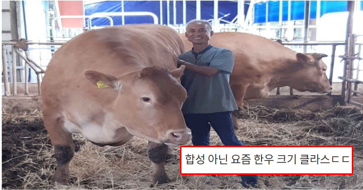  요즘 한우 크기 클라스ㄷㄷ