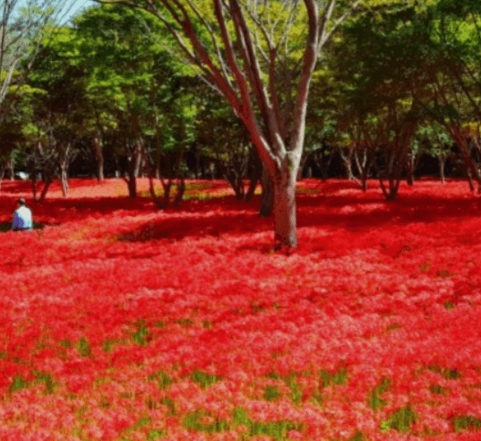 불갑산 상사화