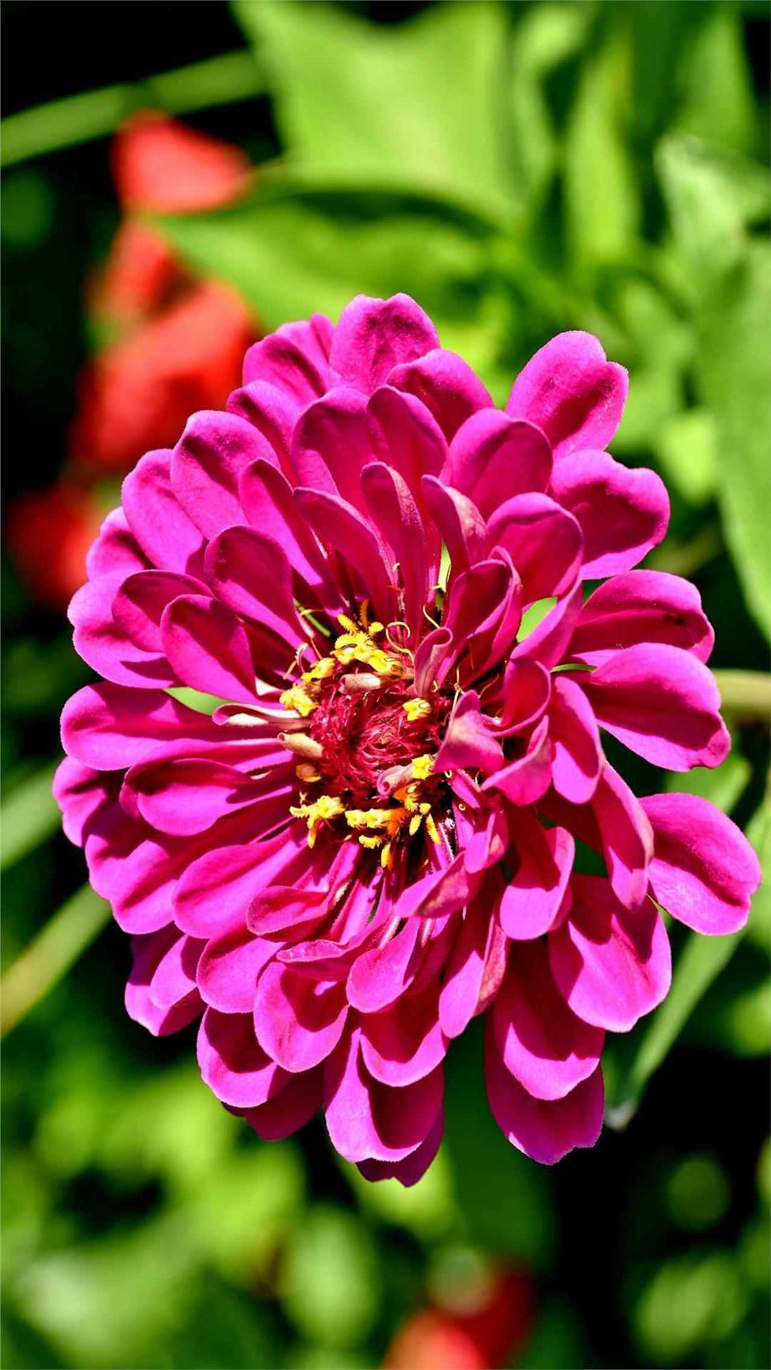 Zinnia Flower iPhone Wallpaper