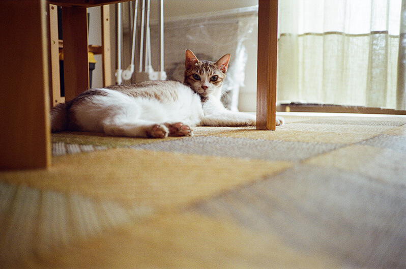 Rollei35AF-s1.jpg