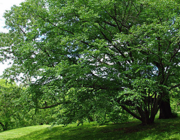 빌사나무 박달나무