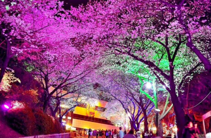 서울 벚꽃 축제