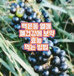 맥문동-효능