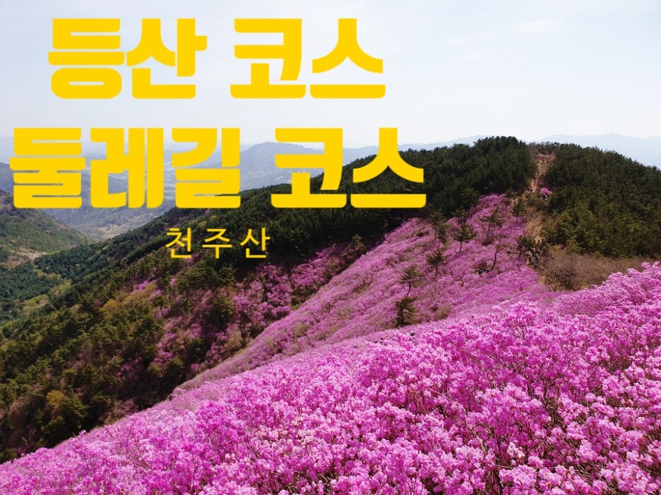 천주산 4월 진달래 군락지