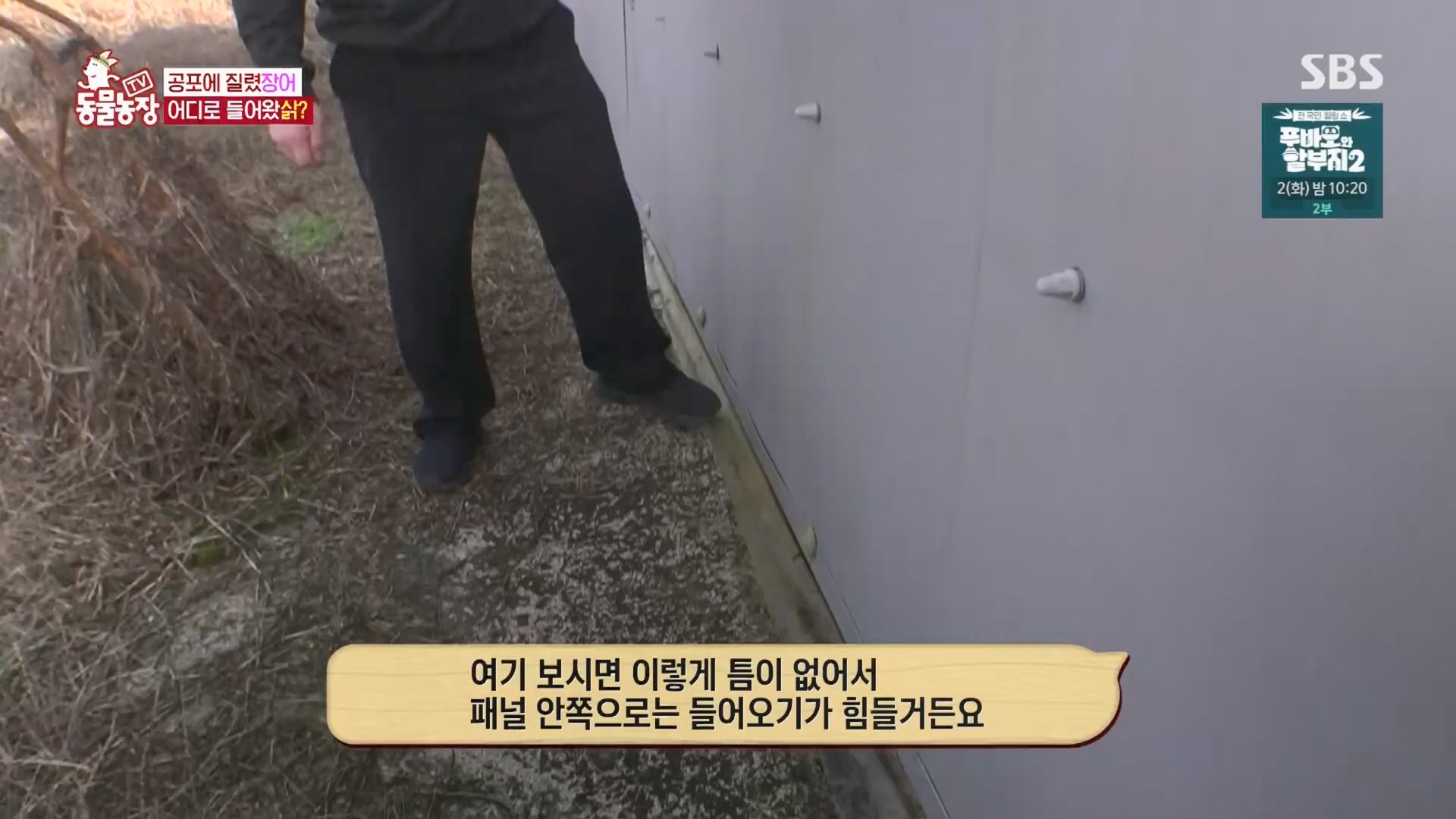 TV 동물농장.E1165.240331p.H264-F1RST.mp4_20240331_144347.139.jpg