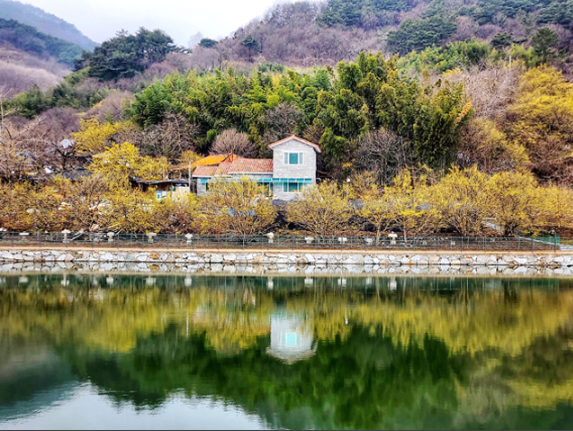 구례 산수유축제