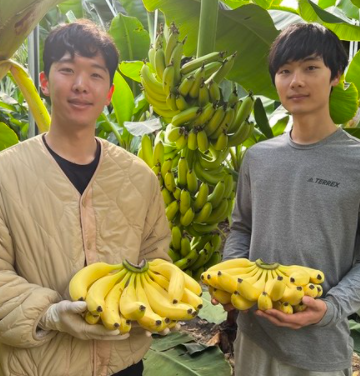  인간극장 진도 삼부자 바나나 택배 주문하는곳