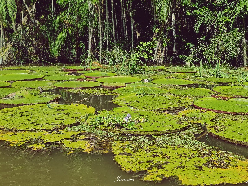 Amazon River 15