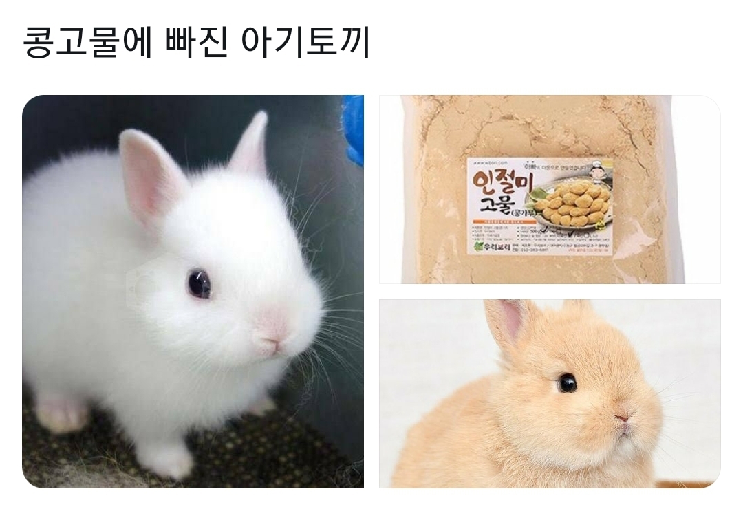  콩고물에 빠진 아기 토깽이