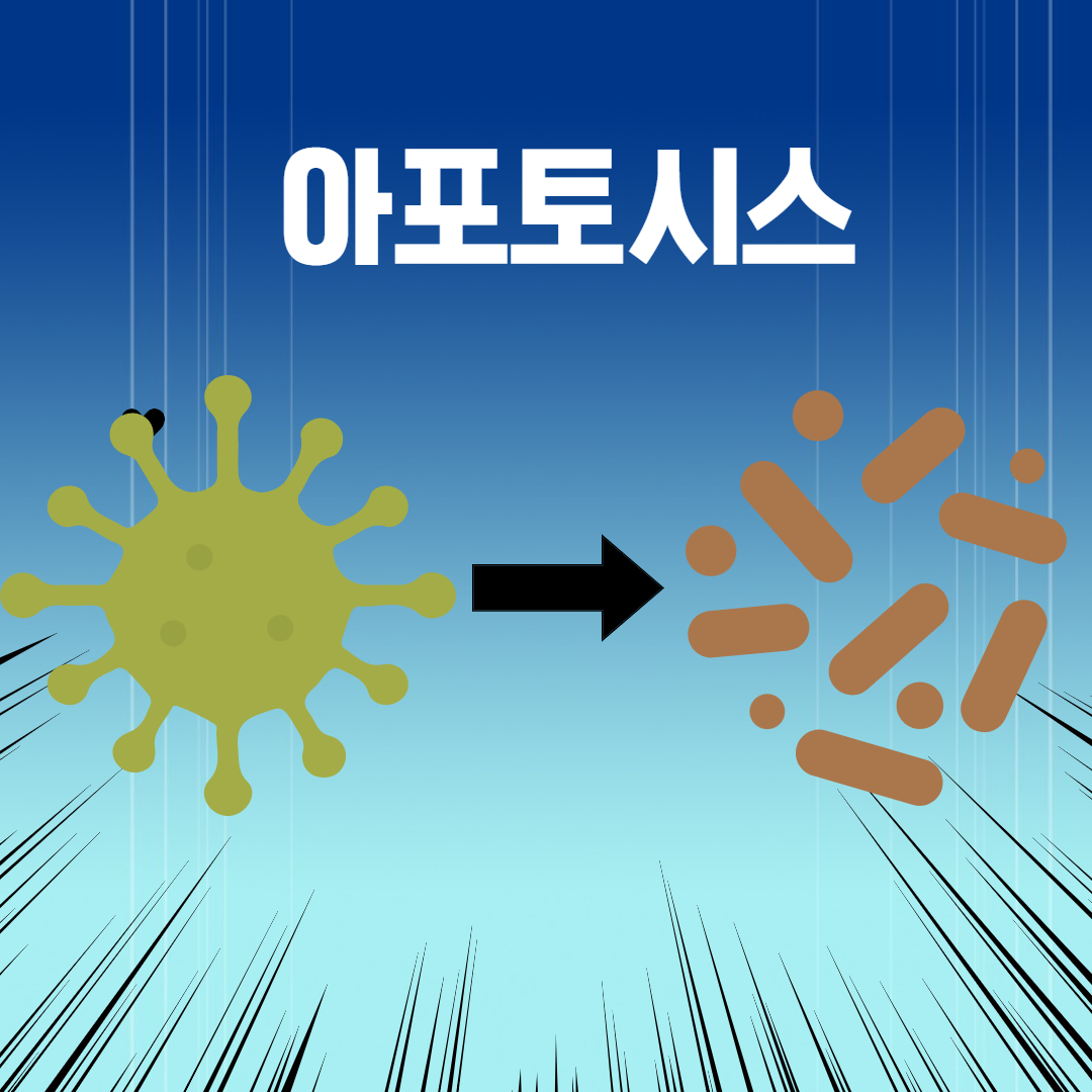 아포토시스