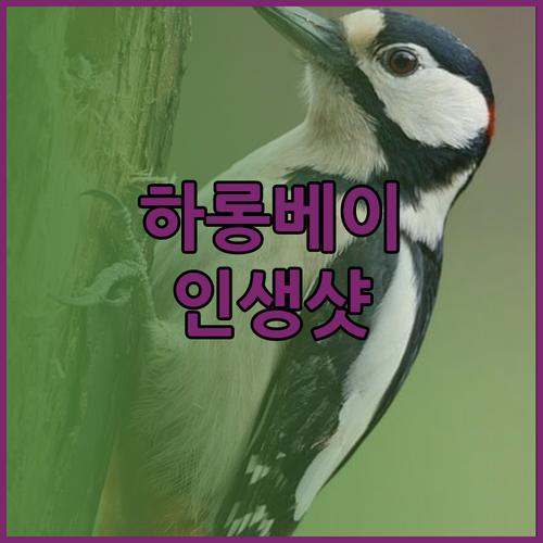 하롱베이 뷰 맛집 라마다 호텔 스위트